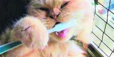 怎麼讓貓咪適應刷牙