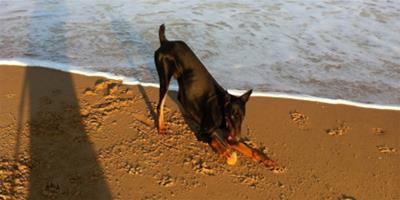 海浪沙灘：麻麻陪狗狗一起玩