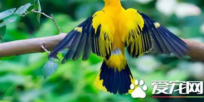 黃鸝鳥的生活習性 生活在闊葉林中大多數為留鳥