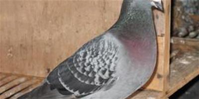 信鴿弓形體疾病的防治