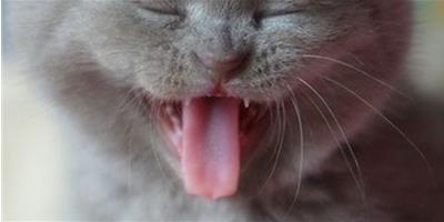 寵物貓牙齒保健的注意事項
