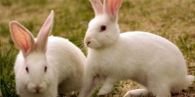 兔子吃乳酶生 兔兔有調理腸胃的能力