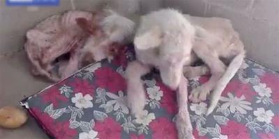 殘忍！西班牙寵物狗遭虐待被遺棄僅剩皮包骨
