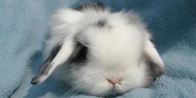 兔兔球蟲病的預防和治療