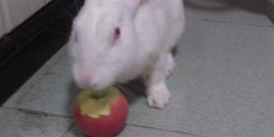 兔子能吃黃瓜嗎 儘量不要餵食黃瓜