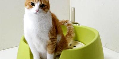 貓咪隨地大小便？貓砂盆放錯地方啦！