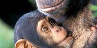日研究人員發現黑猩猩分娩方式與人類似