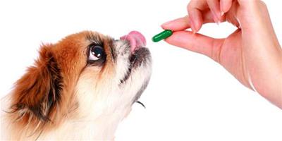 犬腸道寄生蟲病的症狀和防治