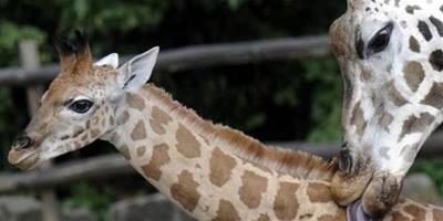 動物園迎新生瀕危物種 烏干達長頸鹿