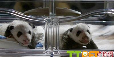 西班牙人工受精雙胞胎大熊貓首次亮相