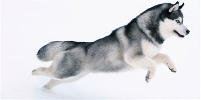 阿拉斯加雪橇犬和哈士奇的區分方法