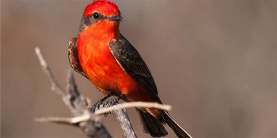 觀賞鳥疾病防治 觀賞鳥鳥保健的三要素