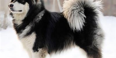 阿拉斯加犬的壽命大概多長，能活多久？