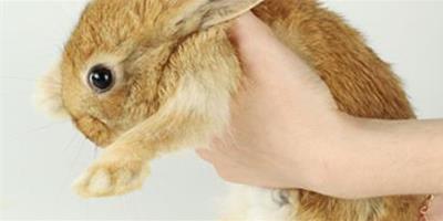 怎麼抱兔子 兔子的耳朵比較脆弱