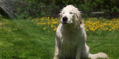 頻繁洗澡可以治療狗狗脫毛？