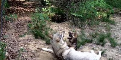 當一隻成年灰狼遇到一隻德國牧羊犬幼犬，這場面實在是太意外了！