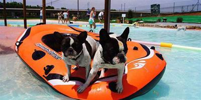 西班牙旅遊勝地為狗狗打造專屬游泳池