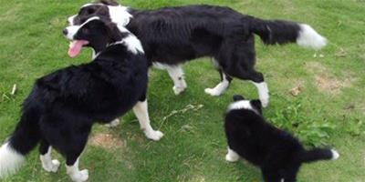 邊境牧羊犬標準體重和身高多少，能長多大？