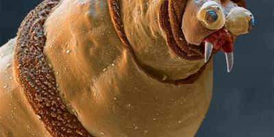 電子顯微鏡下毛骨悚然的昆蟲
