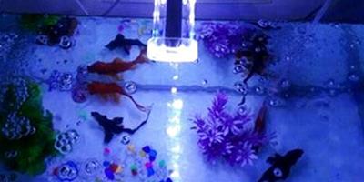 家庭魚缸的照明設備怎麼選？