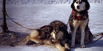 鑒別阿拉斯加雪橇犬是否健康的方法