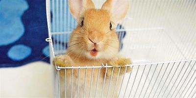 兔子吃食嗆到氣管怎麼辦