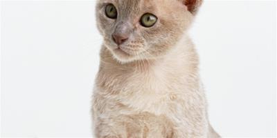貓得急性腎炎怎麼辦？