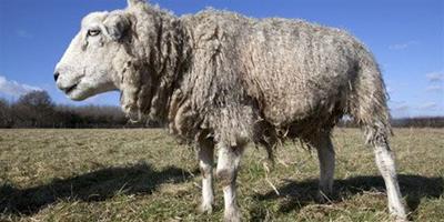 世界最老的咩 飼主擔心冬天羊毛粘地上