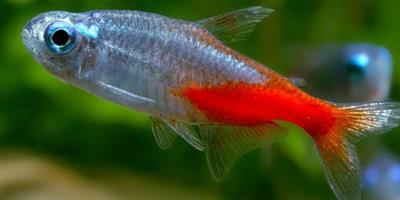 寶蓮燈魚壽命 寶蓮燈魚一般情況能活3-4年