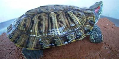 巴西龜冬眠時間，巴西龜什麼時候冬眠？