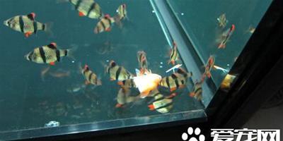虎皮魚的繁殖 人工繁殖虎皮魚的方法分享