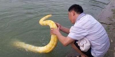 溜‘黃金蟒蛇’到湖中游泳 路人都誇蟒蛇很溫順