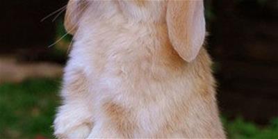 垂耳兔的全面介紹和詳細剖析