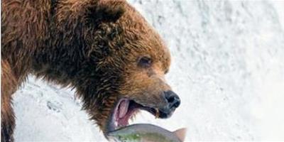 美國棕熊捕食大馬哈魚