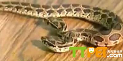 雙頭蛇發現於斯里蘭卡一家動物園