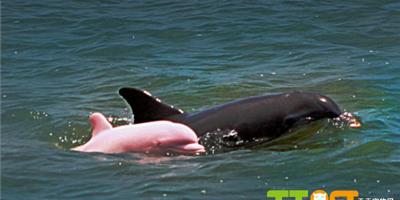 罕見的白化海豚