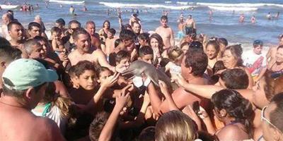 人類太自私，太可怕！遊客抓捕小海豚上岸，眾人爭搶拍照致死！