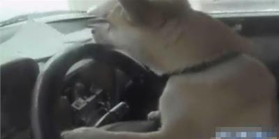 寵物狗偷爬上方向盤開走汽車釀車禍