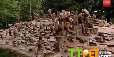 荷蘭狒狒集體抗議，絕食靜坐為哪般？