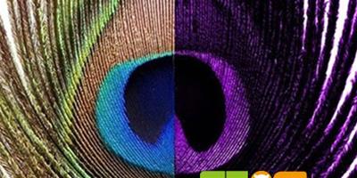 科學發現：動物眼中的世界色彩