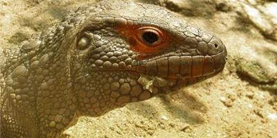 南美鱷蜥的簡介