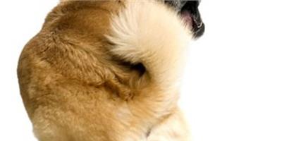 寵物科學：狗追自己尾巴行為也是一種強迫症