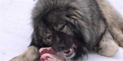 高加索犬吃生肉好不好