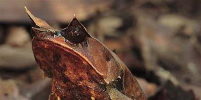 全球15種奇特動物——葉角蛙(Leaf-horned frog)