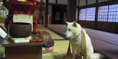 吸睛！日本洞春寺的狗狗丸住持
