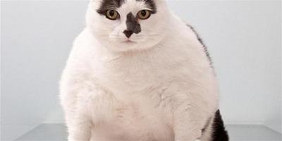 貓咪肥胖會出現哪些危害