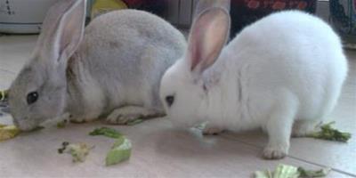 兔子為什麼吃紙 制止兔子食入異物