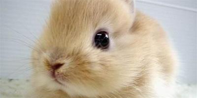 小兔子為什麼不吃草