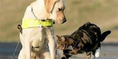 貓“教員”培訓導盲犬 經受住挑釁才能畢業