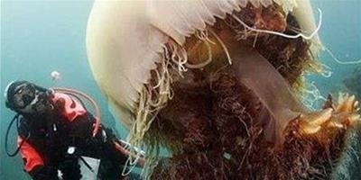 巨型水母：體型龐大隱秘的海洋殺手